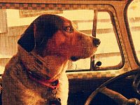 VW Dogs