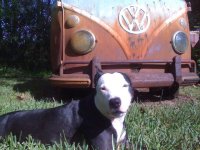 VW Dogs