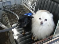VW Dogs