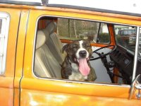 VW Dogs