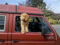 VW Dogs