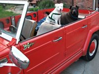 VW Dogs