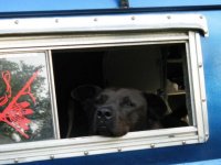 VW Dogs