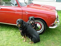 VW Dogs