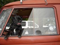 VW Dogs