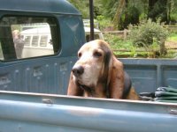 VW Dogs