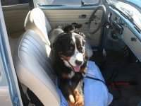 VW Dogs