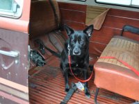 VW Dogs