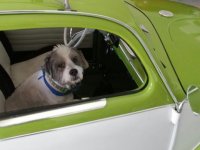 VW Dogs