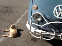 VW Dogs