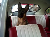 VW Dogs