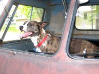 VW Dogs
