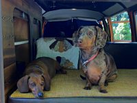 VW Dogs