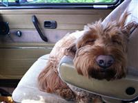 VW Dogs
