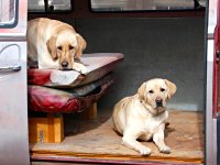 VW Dogs