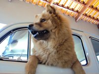 VW Dogs