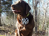 VW Dogs