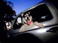 VW Dogs