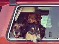 VW Dogs