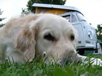 VW Dogs