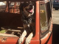 VW Dogs