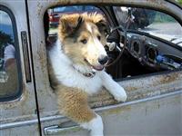 VW Dogs