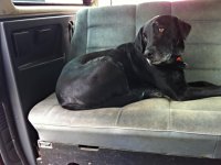 VW Dogs
