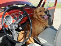 VW Dogs