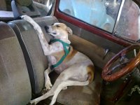 VW Dogs
