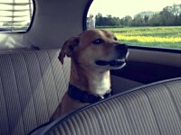 VW Dogs