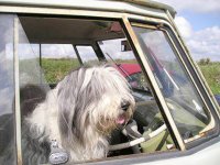 VW Dogs