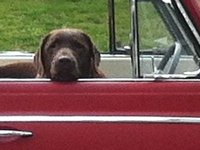 VW Dogs