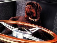 VW Dogs