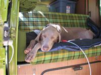 VW Dogs