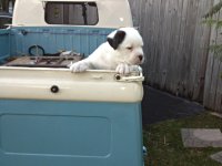 VW Dogs