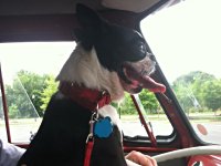 VW Dogs