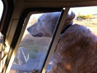 VW Dogs