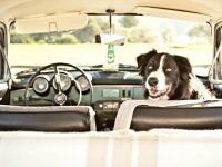 VW Dogs