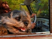 VW Dogs