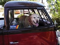 VW Dogs