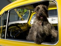 VW Dogs