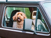 VW Dogs