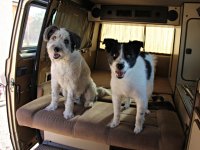 VW Dogs