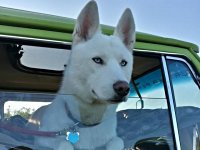 VW Dogs