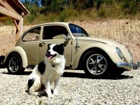 VW Dogs