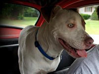 VW Dogs