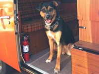 VW Dogs