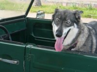 VW Dogs