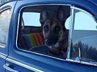 VW Dogs