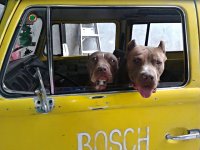VW Dogs